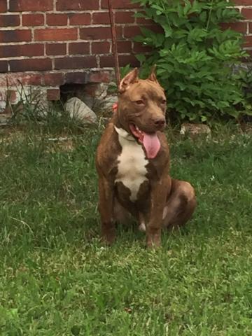 (Puppy) Asir